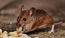 24 Hour & Emergency Exterminators in East Pitcairn, NY